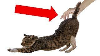 Why Your Cat Lifts Their Back When You Pet Them  THE REASON IS REALLY HILARIOUS [upl. by Kurzawa]