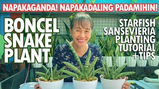 NAPAKAGANDANG BONCEL SNAKE PLANT PAANO NGA BA PINAPADAMI Starfish Sansevieria  Haydees Garden [upl. by Oir39]