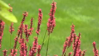 Persicaria amplexicaulis [upl. by Harrad]