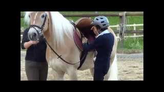 Haflinger Reitstunde [upl. by Harty]