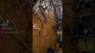 copperplatescript coppersmith copperstate arizona phoenix scorpiolover scorpion wire copper [upl. by Maxima]