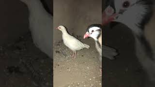 White female amp pure maskati male partridge breeder pair [upl. by Anetta861]