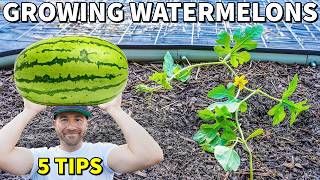 Grow The Most INCREDIBLE WATERMELON PLANTS 5 Expert Tips [upl. by Eedyak]