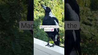 Australian magpie sound  Magpie Singing 🎵 [upl. by Selokcin]