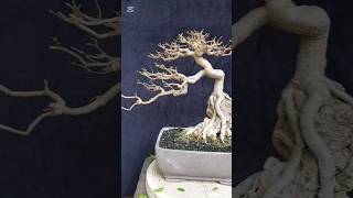 Pruning bonsai Anting Putri plant bonsaitree art tanaman antingputri [upl. by Armanda356]