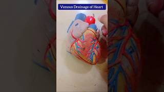 Venous Drainage of Heart❤️Coronary SinusGreat Cardiacanterior cardiac middle vien on heart model [upl. by Akemehs]