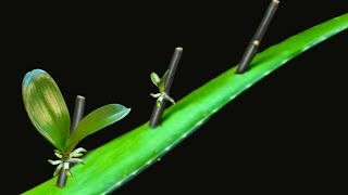 Great new technique for grafting orchids to grow fast grafting with Aloe Vera [upl. by Weitman]