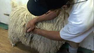 Guide To Purchasing Angora Goats For Mohair Production  4 Farm Mohair For Profit [upl. by Milks]