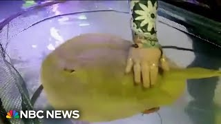 Mysterious stingray pregnancy leaves many to wonder if shark is father [upl. by Anewor]