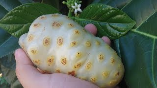 El noni guanábana cimarrona fruta del diablo mora de la India Morinda citrifolia [upl. by Naillij]