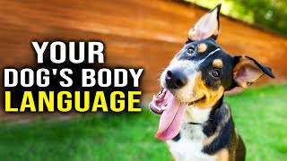 Dogs Body Language Explained [upl. by Jordon]