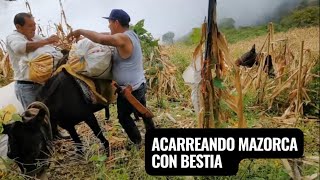 ACARREANDO MAZORCA EN BESTIAS DESDE UN PUEBLO DE OAXACA MEXICO campomexicano [upl. by Jurdi]