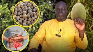 🌴 Ndiarignou Garabou Soump  Vertus du Balanites Aegyptiaca  Pr Ousmane Ndiaye  SAMA XALAAT TV [upl. by Norrahc]