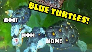 The Last Legally Bred Ornate Diamondback Terrapine Blue Turtles Cute Babies thegardenofeder [upl. by Alemaj507]