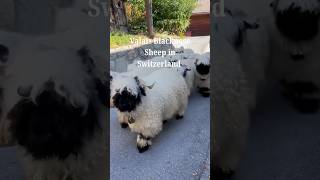 Valais Blacknose Sheep Switzerlands Fluffy BlackFaced Beauties [upl. by Bonni]