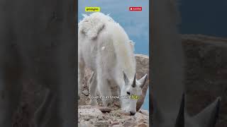 Mountain Goats 🐐  How Do Mountain Goats Climb Cliffs 🏔️ [upl. by Sosanna]