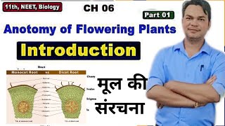 Ch6 Anatomy of Root  Dicot root Vs Monocot root  Class 11 BiologyNEETAIIMS by om sir [upl. by Ned]