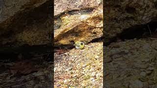 Spinus Spinus  Eurasian Siskin  Tarin des Aulnes 🐥🐤 [upl. by Nairoc]