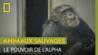 Ce chimpanzé alpha règne grâce à la diplomatie [upl. by Accebber]