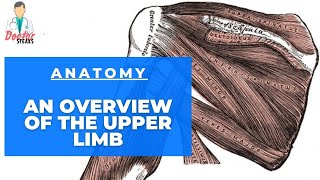 Anatomy  Overview Of The Upper Limb [upl. by Anik]