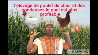 Lelevage de poulet chair et de poules pondeusele quel est le prolifique budget 500 pondeuses [upl. by Rentsch]