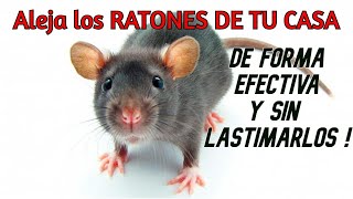 ✅ Aleja los RATONES DE TU CASA de forma EFECTIVA sin lastimarlos  Dulce y Natural [upl. by Eicnarf585]