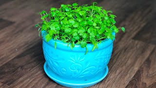 How to Grow Coriander in a containerpot at home  How to grow Cilantro indoors  Kitchen gardening [upl. by Kinson]