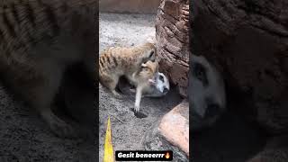 SELEN LIAT NIH ADA MEERKAT GESIT BANGET😭 [upl. by Sello]