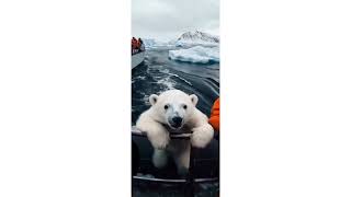 Rescue Mission Saves Lost Polar Bear Cub [upl. by Naujad105]