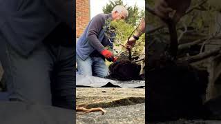 Behind the scenes working on a large juniper bonsai with Xavier Martinez [upl. by Aynekal]