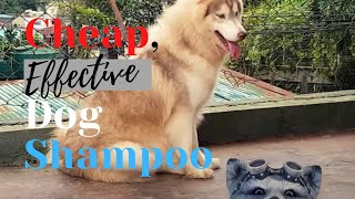 Cheapest But Effective Shampoo For Dogs  Miggy Sans Huskies [upl. by Aelaza]