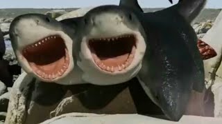 6Headed Shark Attack 2018  7 Headed Shark Screen Time [upl. by Feldt]