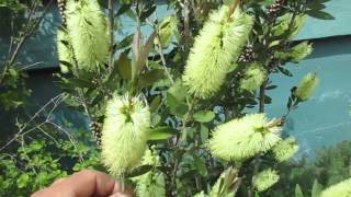 Bottle Brush in Bloom [upl. by Beaner]