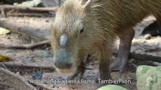 Capibara I Curiosidades [upl. by Richma]