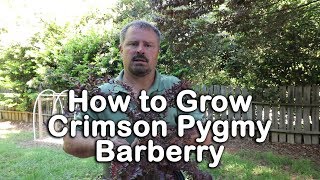 How to grow Crimson Pygmy Barberry Dwarf Barberry with a detailed description [upl. by Sirama372]