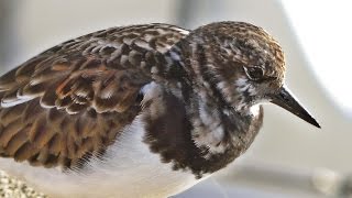 Turnstone Birds at Padstow [upl. by Fiedling]