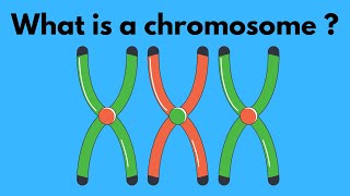 What is a chromosome [upl. by Cran]