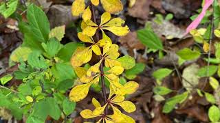 Berberis thunbergii Berberidaceae Japanese barberry [upl. by Atnaloj]