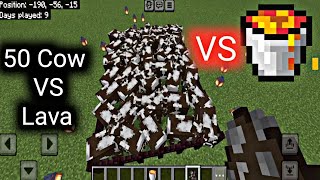 50 Cow🐄 vs lava Minecraft Pocket edition [upl. by Ethbinium]