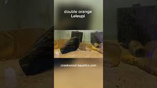 Double orange Leleupi smallbusiness aquarium aquariumfishkeeping fishkeepinghobby fishaquarium [upl. by Akeme204]