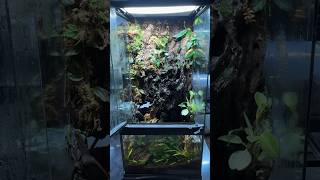 ZooMed 12x12x24” Vampire Crab Paludarium paludarium waterfeature vampirecrab bioactive reptiles [upl. by Naedan]