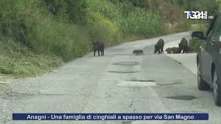 Anagni  Una famiglia di cinghiali a spasso per via San Magno [upl. by Ermine]