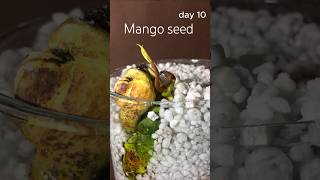 Mango seed growth 14 days time lapse [upl. by Sid716]