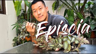 Episcia A Fast Growing Easy Low Light Plant Care Tips and Propagation  WITH UPDATES [upl. by Esor]