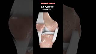 Knee 3D Animation  shortsfeed youtubeshorts [upl. by Anallise129]