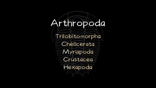 Phylum Arthropoda  5 Subphyla and Classes [upl. by Ahl]