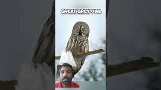 owl animals nature birds cute shortsvideo youtubeshorts shortsfeed facts catfactoid [upl. by Ibbob]