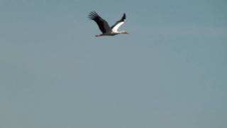 White Stork Flying Over Port Meadow [upl. by Sadirah]