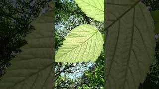 Sunlight Through A Salmonberry Leaf  Nature  Beauty  Life [upl. by Ilenna]