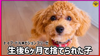 人気のミックス犬は初心者には難しい理由を説明します [upl. by Amihc952]